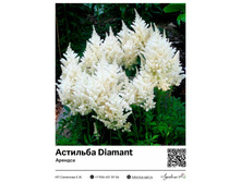 �������� Diamant (�������) ��������� ���. 7012. 202 ���.