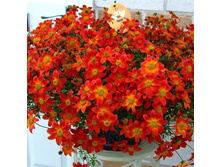 ������ BLAZING RING OF FIRE 140�