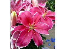 ���� El Capitan- 270 ���. ,