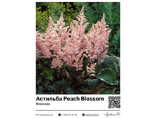 �������� Peach Blossom (��������) ��������� ���. 7030. 207 ���