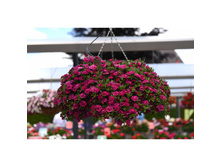 ���������� ALOHA DOUBLE PURPLE 177�
