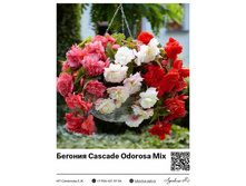 ������� Cascade Odorosa Mix 170 ���.