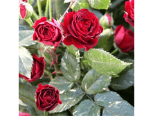 R574 ��� �����.png 313 ���