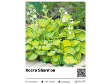 ����� Sharmon ��������� ���. 13045. 230 ���.