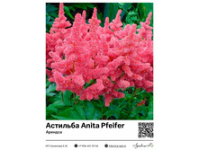 �������� Anita Pfeifer (�������) 210 ���.