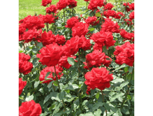 R416 ��� ������.png 313 ���