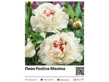 ���� Festiva Maxima ��������� ���. 16075. 824 ���.