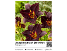 �������� Black Stockings (�������������) ��������� ���. 10025. 612 ���.