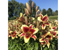 ���� Flavia- 300 ���.