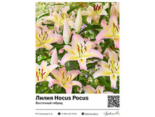 ����� Hocus Pocus (��������� [������������] ������) ��������� ���. 5103. 117 ���.