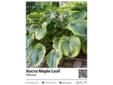 ����� Maple Leaf (��������) ��������� ���. 13035. 304 ���.