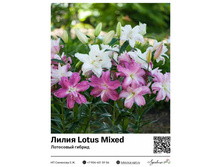 ����� Lotus Mixed (��������� ������) ��������� ���. 5114. 151 ���.