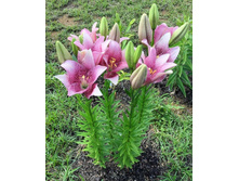 ���� Sweet Sugar