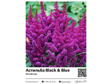 �������� Black & Blue (���������) 260 ���.