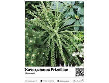 ���������� Frizelliae (�������) ��������� ���. 30004. 396 ���.