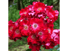 R173 ��������.png 313 ���