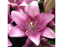 ���� Sweet Sugar - 200 ���.