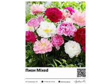 ���� Mixed ��������� ���. 16032. 742 ���.