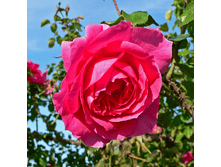 R373 �����.png 313 ���