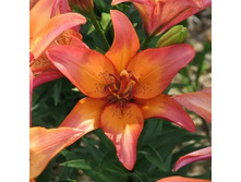 ���� Royal Sunset - 180 ���.