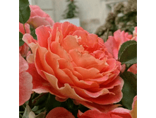 R559 ���� �� �� ��������.png 313 ���