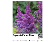 �������� Purple Glory (���������) ��������� ���. 7020. 256 ���.