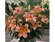 ���� Zelmira- 270 ���.