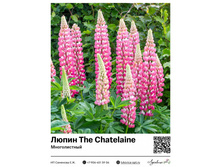 ����� The Chatelaine (������������) ��������� ���. 50005. 81 ���.