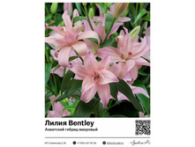 ����� Bentley (��������� ������, ��������) ��������� ���. 5089. 151 ���.