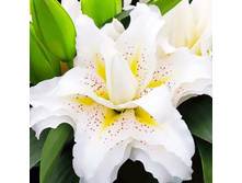 ���� Zeta- 300 ���.