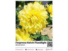 �������� Kelvin Floodlight (������������) ��������� ���. 9013. 336 ���.