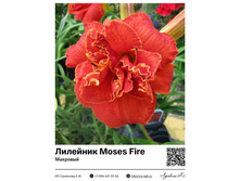 �������� Moses Fire (��������) ��������� ���. 10027. 490 ���.