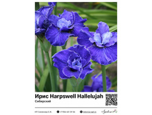 ���� Harpswell Hallelujah (���������) ��������� ���. 14036. 206 ���.