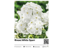 ����� White Sparr (�����������) ��������� ���. 40032. 127 ���.