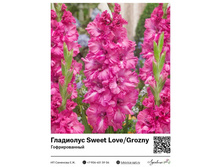 ��������� Sweet Love / Grozny (�������������) 40 ���.