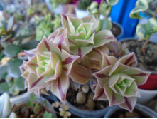 DSC09156.JPG ������ Decorum - 150, 200