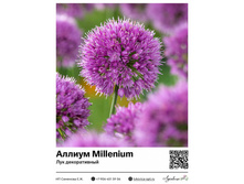 ������ Millenium (��� ������������) 260 ���.