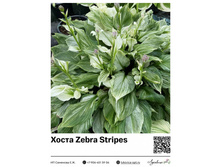 ����� Zebra Stripes ��������� ���. 13036. 1090 ���.