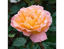 R433 ������� ��������.png 313 ���