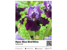 ���� Blue Bird Wine (����������) ��������� ���. 14032. 353 ���.
