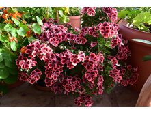 ���������� ����������� Elegance Adele 270�