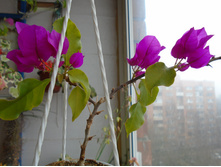 DSC09137.JPG ����������� ����- ������� - 150