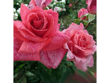 R408 ���� ������.png 313 ���