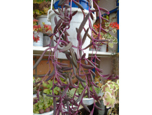 DSC09140.JPG senecio Purple Flush - 100