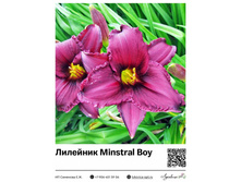 �������� Minstral Boy ��������� ���. 10018. 357 ���.