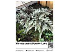 ���������� Pewter Lace (����������) 350 ���.