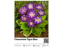 ��������� Tigre Blue ��������� ���. 4060. 182 ���.