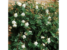 R238 ���� �����.png 313 ���