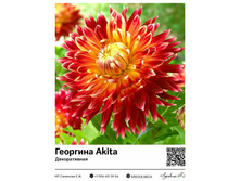 �������� Akita (������������) ��������� ���. 9003. 360 ���