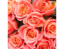 R320 ���� �����.png 313 ���